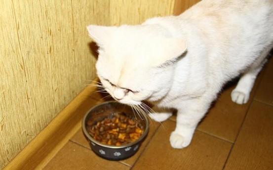 猫能吃盐吗-图1
