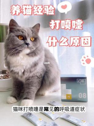 猫咪一到晚上就打喷嚏怎么回事-图1