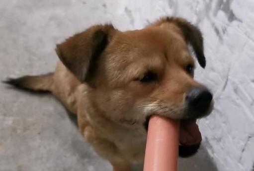 狗狗能吃火腿肠吗-图1