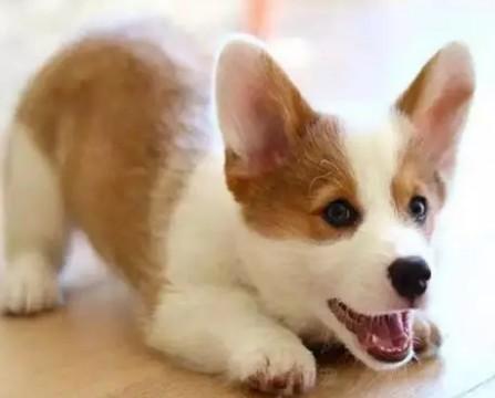 怎么挑柯基幼犬品相-图1