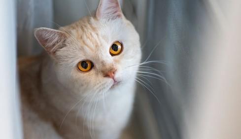 猫咪正常死亡的姿势-图1
