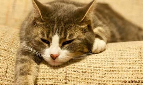 猫咪抓伤后如何正确进行10天观察确保安全-1