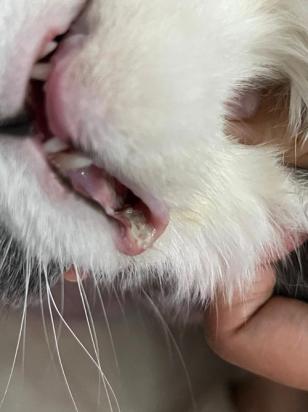 猫咪嘴巴里一股腐烂的味道-图1
