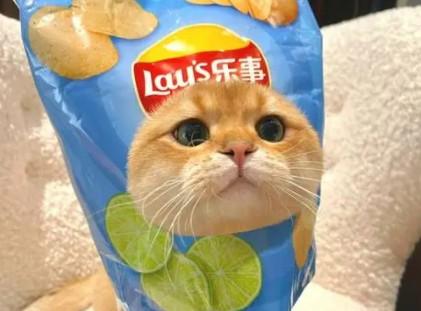 猫能吃薯片吗-图1