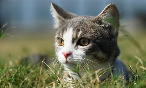 猫咪总是拿脸蹭我的脸-图1