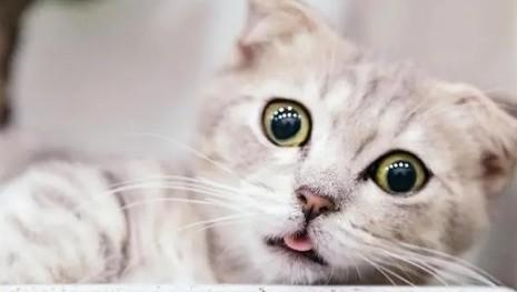 猫咪知道主人不想养它了吗-图1