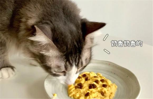 猫奶糕是什么东西-图1