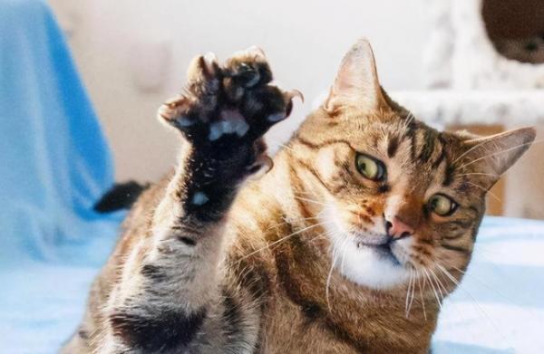 猫莫名其妙给人一巴掌-图1