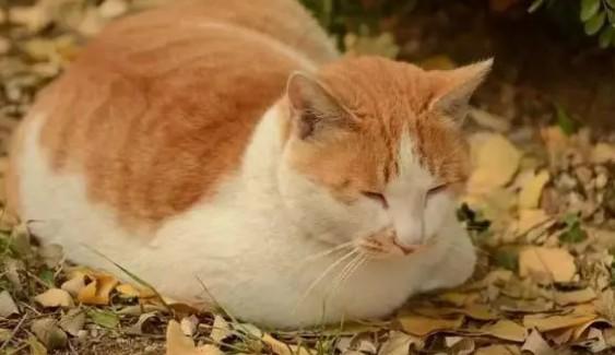 猫母鸡蹲是什么意思-图1