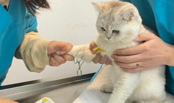猫咪做了绝育手术后恢复需要几天-图1