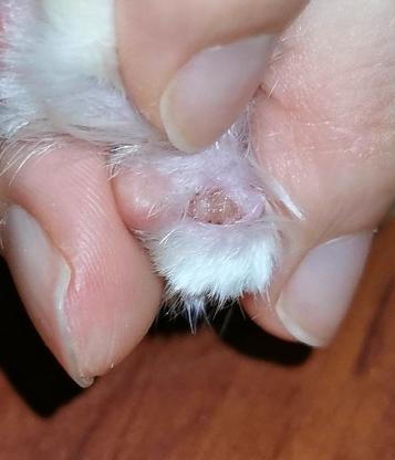 猫咪指甲外层脱落-图1