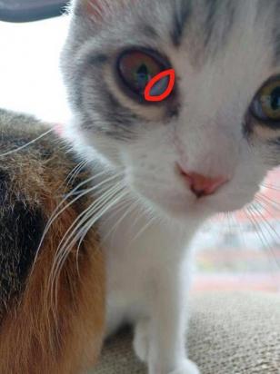 猫内眼角白色收不回去-图1