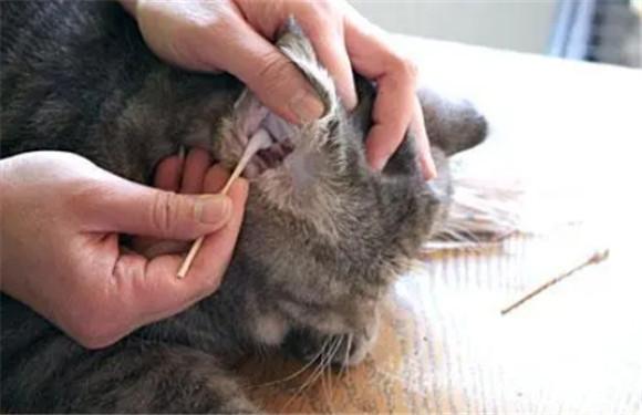 猫挠耳朵的正常频率-图1