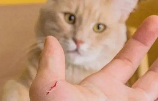 猫挠了一点皮没出血-图1
