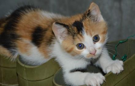 猫爬床上代表什么预兆-图1