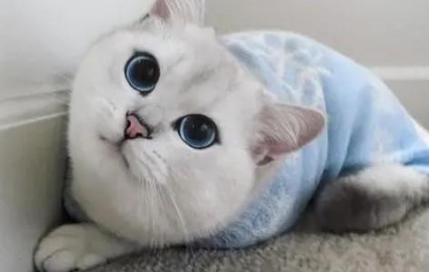 猫怕近亲繁殖吗-图1