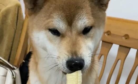 狗狗能吃香蕉不-图1