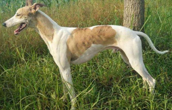 惠比特犬的体重大约是多少-图1