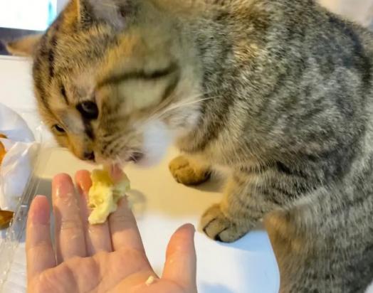 猫能不能吃榴莲-图1