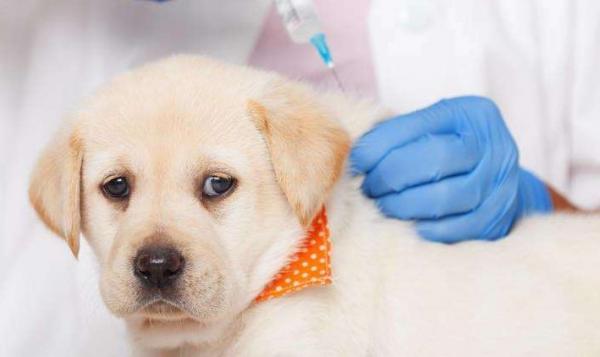 狗狗打狂犬疫苗要多少钱