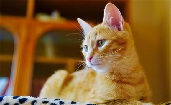 猫能活多少年的寿命