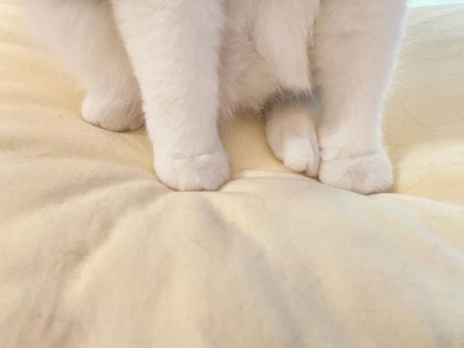 猫咪一直甩脚是为什么-图1