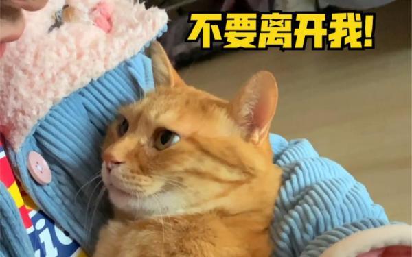 猫咪一离开主人就叫-图1