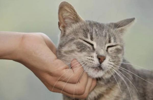 猫咪用脸蹭主人的手-图1