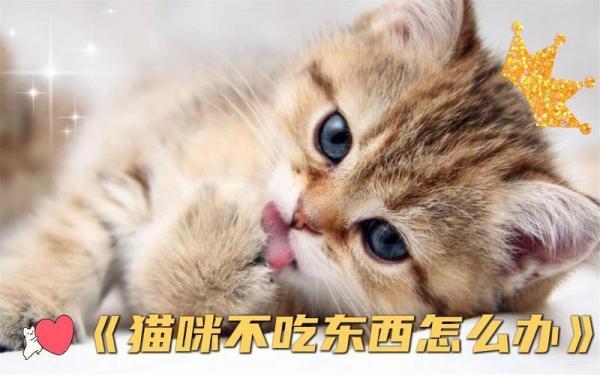 猫咪一切正常就是不爱吃东西-图1