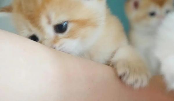 猫咪像吸奶一样吸人的胳膊-图1