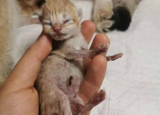 猫咪羊水球挂多久算正常-图1