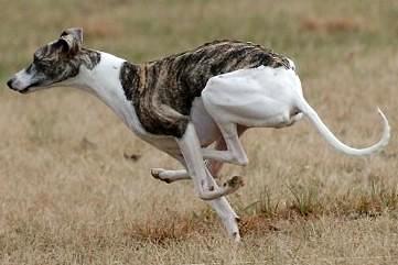 惠比特犬的饲养要点有哪些-图1