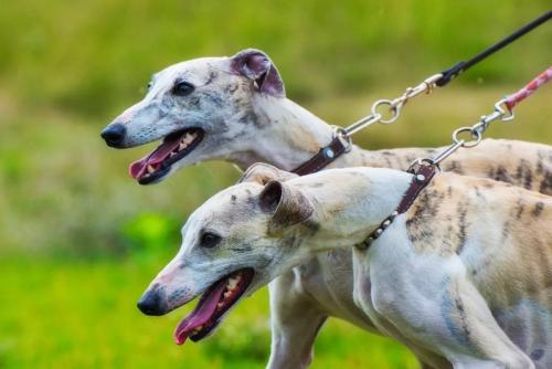 惠比特犬喜欢什么-图1