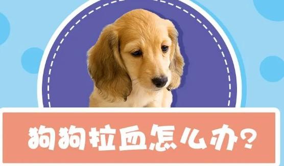狗狗拉血是什么原因怎么治疗-图1