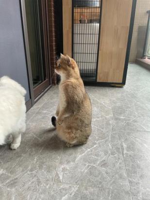 猫咪站起来扒拉人的裤子-图1