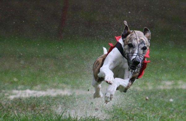 惠比特犬训练技巧有哪些-图1