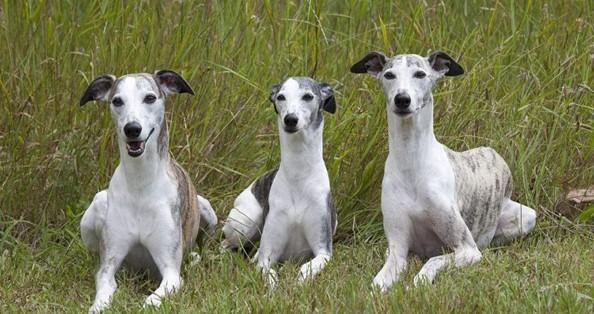 养惠比特犬注意事项-图1