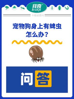 狗狗身上有蜱虫怎么治才能彻底去除