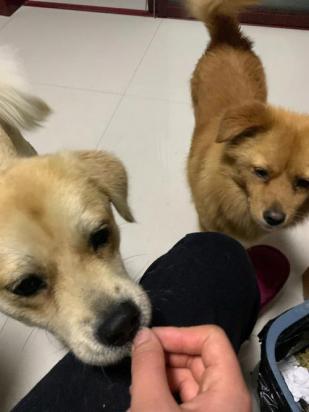 狗狗能吃蚕豆吗-图1
