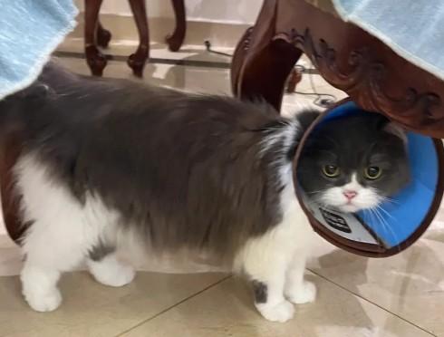猫驱虫药滴在毛上还有效果吗-图1