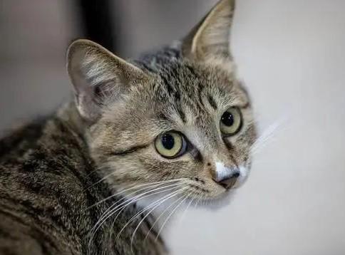 猫前世是什么转变的-图1
