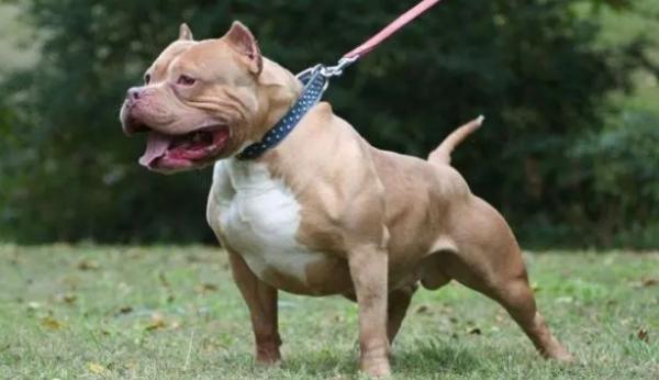 比特犬为什么是禁养犬-图1