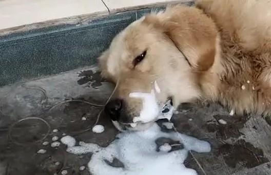 为什么狗狗吃东西就呕吐呢