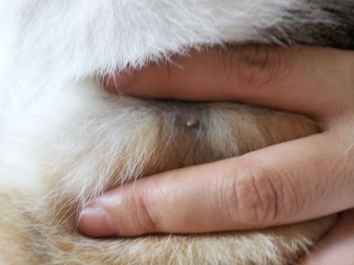 猫身上长了肉色疙瘩-图1
