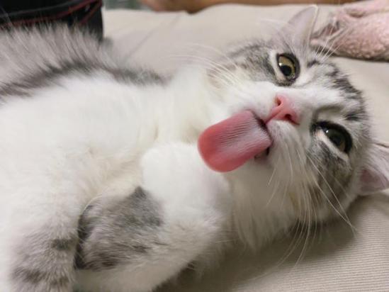 猫舌是什么意思-图1