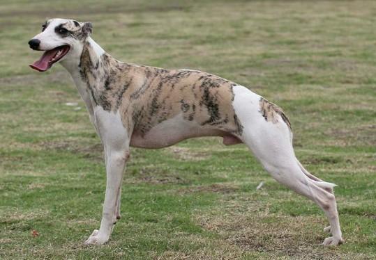 惠比特犬价格多少钱一只-图1