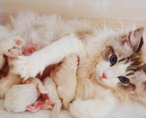 猫生了七只小猫旺财吗-图1