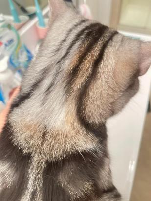 猫能舔到脖子后面吗-图1