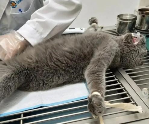 猫尿闭可以吃人的哪些药-图1