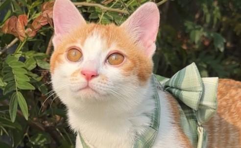 猫尿在被子上怎么办上怎么除味-图1